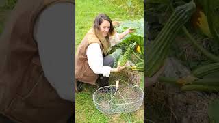 Les premières courgettes sont là  🥰 courgette courgettes potager permaculture grow jardin [upl. by Nitsid]