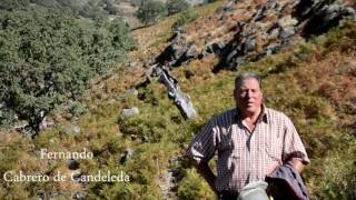 CABREROS EN LA SIERRA DE GREDOS [upl. by Eltsirk]