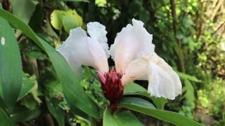 Pacing Costus speciosus [upl. by Savadove568]