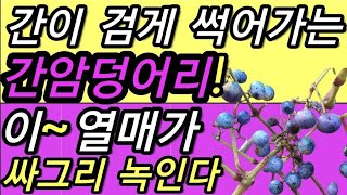 간이돌처럼굳어지고간이검게썩어가는간암덩어리이열매가싸그리녹인다 개머루산포도삽고도山葡萄蛇葡萄건강한삶의ing [upl. by Gun678]