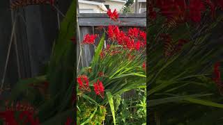 Crocosmia In Blooms [upl. by Nonnaihr]