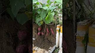 Tips Growing Sweet Potatoes Few People Know No Cost Penny Unbelievably Effective [upl. by Leugimesoj]