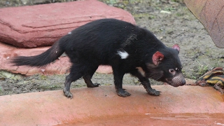 Tasmaanse duivels  Tasmanian devils  Planckendael [upl. by Kcolttam807]