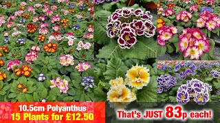 Primroses amp Polyanthus  15 for £1250 at Plants Galore [upl. by Atiuqad]