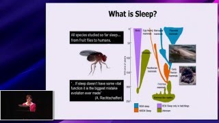 The relationship of sleep to recovery and performance in elite athletes Mary Morrell [upl. by Wehttan]