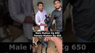 Golnaka Live Goat Rates happydussehra dussehra goats sheeps streetfood sheep viralvideo [upl. by Manson]