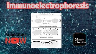 Immunoelectrophoresis [upl. by Alauqahs]