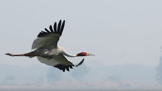 Early morning at Dhanauri Wetland  Wildlife and Colourful Birds [upl. by Llirret923]