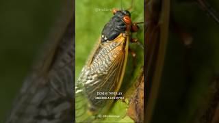 Cicada  The Loudest Insect On Earth [upl. by Sanjay]