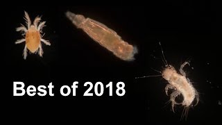 10 Of The Best Microscopy Clips Of 2018 [upl. by Saum]