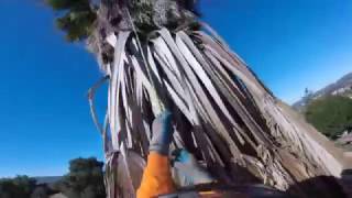 how to trim a dangerous maxican palm tree [upl. by Adeuga]