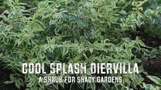 Cool Splash Diervilla  A Shrub for Shady Gardens [upl. by Lorant]