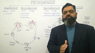 Metamorphosis Urdu Hindi medium profmasoodfuzail Types of Metamorphosis [upl. by Griswold]