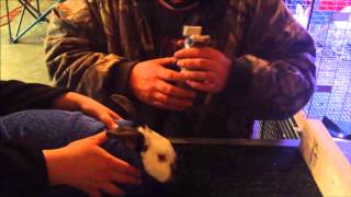 Tattooing rabbits ears with the Grand Champion tattoo kit  Jumping Jackalopes Rabbitry [upl. by Asaph]