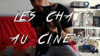 INTERCUT  LES CHATS AU CINEMA [upl. by Ahsaet]