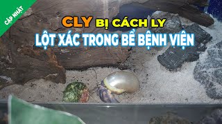 Cly bị cách ly rồi lột xác luôn trong bể bệnh viện  Ốc mượn hồn Clypeatus [upl. by Lauralee]