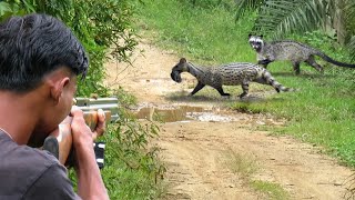 Full video 3 days of hunting weasels hunting wild ratsfield birds and catching fish to survive [upl. by Nosneh30]