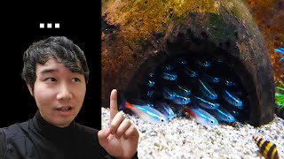 IS THIS FISH TANK OVERSTOCKED  Fish Tank Review 77 [upl. by Idur286]