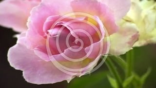 Hintergrundmusik  Natur Musik zum Lernen Harmonie Wellness amp Oiano Musik  FASZINATION ROSEN [upl. by Willabella889]