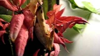 Orchid Mantis mating incl drumming Hymenopus coronatus [upl. by Onirotciv]