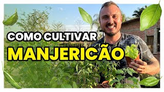 COMO CULTIVAR MANJERICÃO  Conheça 12 tipos diferentes dessa hortaliça [upl. by Ringsmuth]