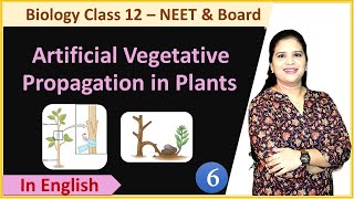 Artificial Vegetative Propagation in Plants  NCERT Class 12 Biology [upl. by Ateuqram]