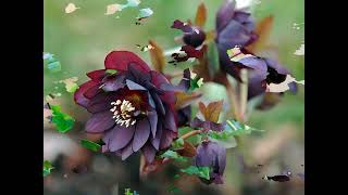 Морозник1 Helleborus1 Garden flowers154 Декоративные растения [upl. by Gaile]