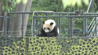 木から降りるシャンシャン 上野動物園 2018年5月26日 [upl. by Popper]