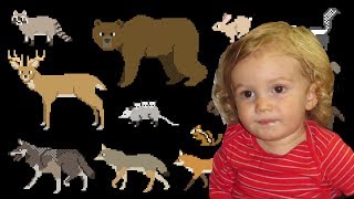 The Kids Picture Show North American Forest Mammals Oskars Video Response [upl. by Filippa]