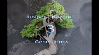 Juniper bonsai quotNozomiquot 3 generations  by Alessandro Bonardo Massimo Bandera Masahiko Kimura [upl. by Franzoni188]