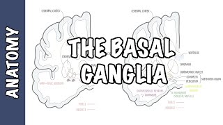 The Basal Ganglia Clinical Anatomy [upl. by Rickey]