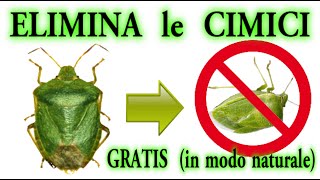 STOP CIMICI a costo zero in modo naturale CIMICE BEDBUGS PUNAISES CHINCHERS [upl. by Matazzoni]