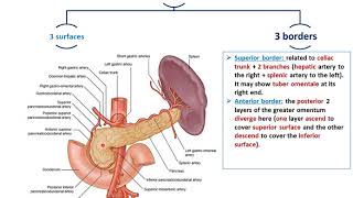 Anatomy of the Pancreas  Dr Ahmed Farid [upl. by Nodnas678]