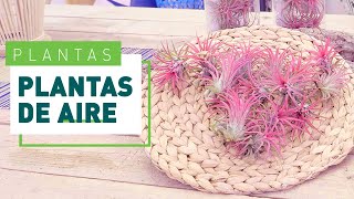 Plantas de aire o Tillandsias Cuidados y riego  Plantas en VERDECORA [upl. by Vladamir400]