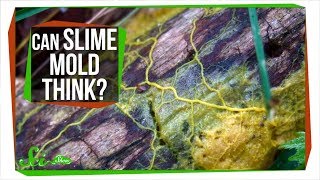 Slime Mold A Brainless Blob that Seems Smart [upl. by Luwana]