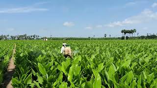 Turmeric farm  2nd time spraying 12092024 video turmeric farming agriculture shortvideo [upl. by Azer110]