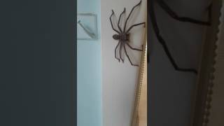 Huntsman Spider Australia [upl. by Chickie132]