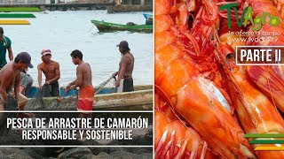 Pesca de Arrastre de Camarón Responsable y Sostenible  Parte II TvAgro por Juan Gonzalo Angel [upl. by Arhez]