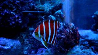 Paracentropyge boylei Peppermint angelfish [upl. by Ylrehc]