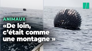 En pleine mer il croise une baleine sur le point d’exploser [upl. by Berwick]