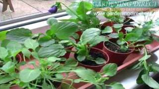 How to plant a Pansy and Viola Hanging Basket [upl. by Sirdi191]