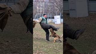 ⚡️K9 Lightning attack of the Dutch Shepherd Herder GUARDODESSA Police dog training Odessa [upl. by Vashtee]