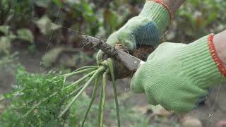 Green gloved hands are harvesting a dirty carrot from the earth [upl. by Busch]