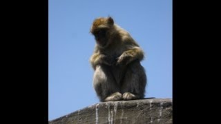 Funny Monkeys at Rock of Gibraltar [upl. by Kus]