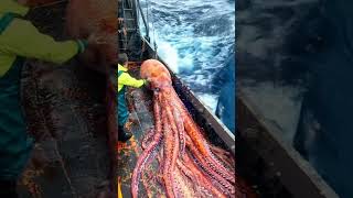 Giant Sea Monsters Caught by Fishermen 🐙🎣GiantSeaCreatures FishingDiscoveries OceanMysteries [upl. by Ashraf342]