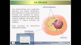 12 Célula eucariota animal [upl. by Beedon]