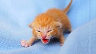 Newborn Kittens Meowing 😍 Baby Cats Meowing MEOW MEOW [upl. by Menedez]