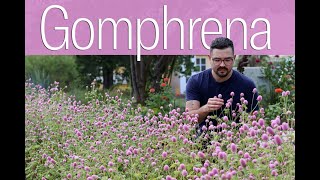 Growing Gomphrena from Seed • Heat Tolerant Cut Flower [upl. by Aisena125]