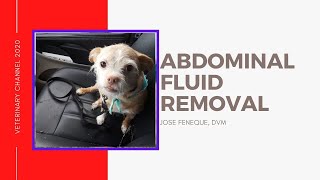 Removing Abdominal Fluids From My Dog Abdominocentesis Due To Pulmonary Hypertension [upl. by Strander]