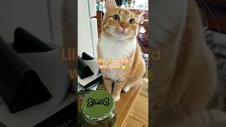 🧡Politeness Should Be An Olympic Event 🐈🥇 smile funnyanimal orangecatbehavior catolympics fun [upl. by Enixam555]